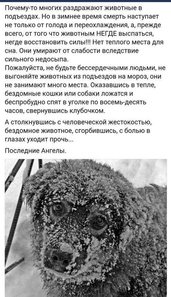 Холодно! Пожалуйста, не выгоняйте бездомных животных из подъездов ...