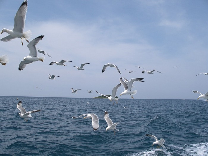 Чайки на море фото