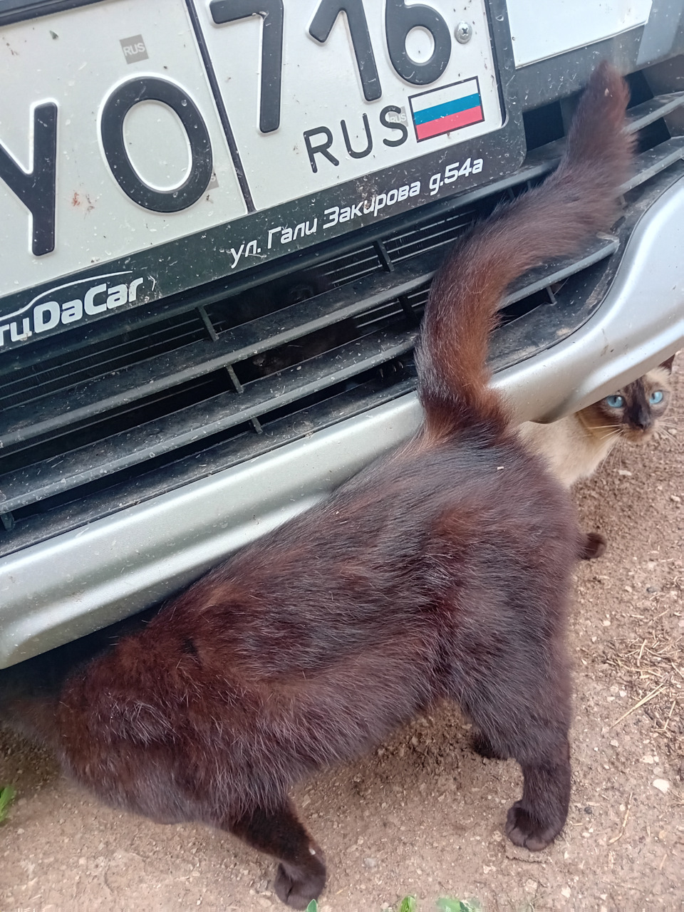 Мама котенка паникует — Renault Logan Stepway