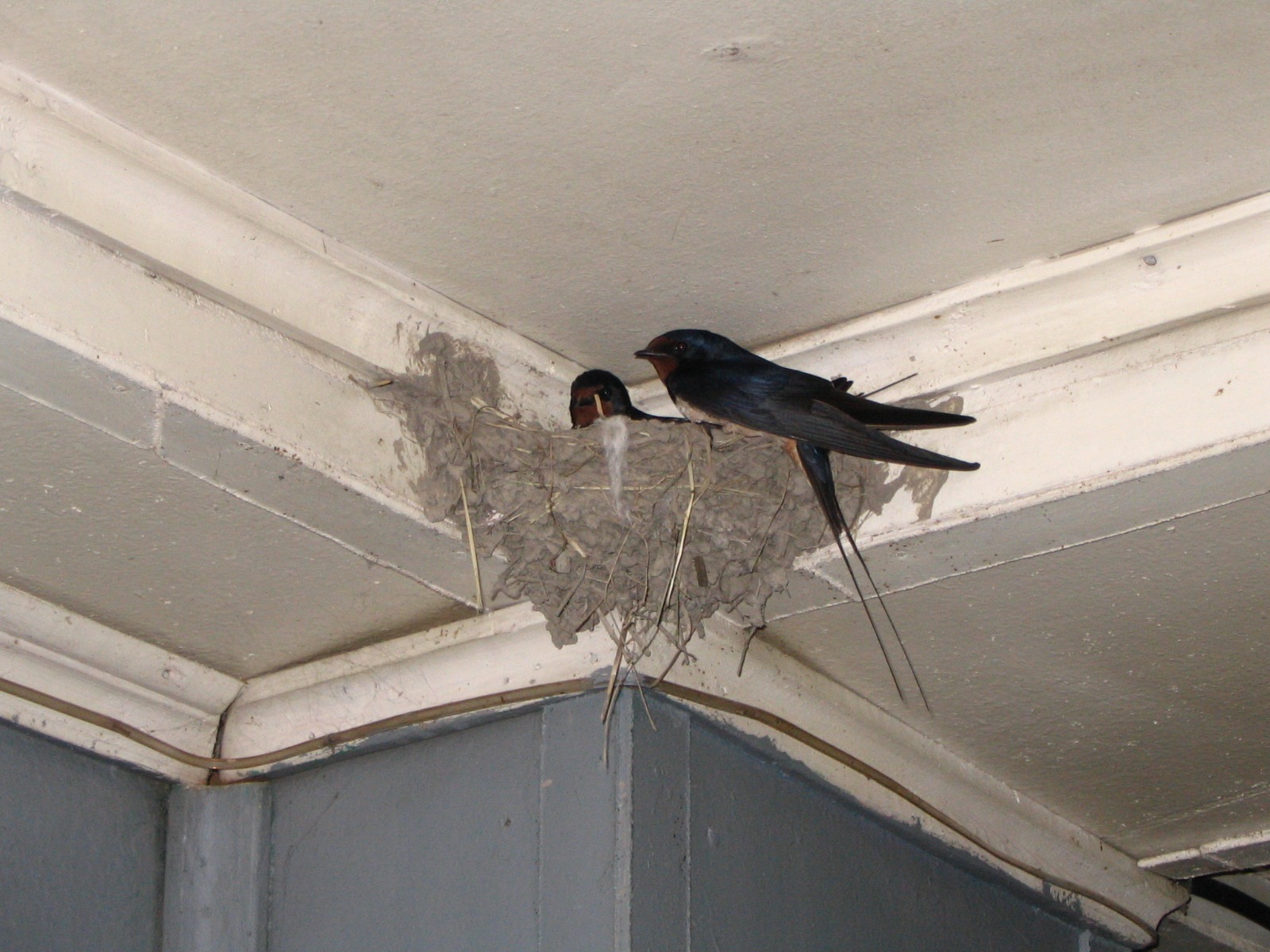 Воробьи гнездо под карнизом. Ласточки свили гнездо. Ласточки на балконе свили гнездо. Ласточка свила гнездо под крышей. Осиное гнездо ласточки.
