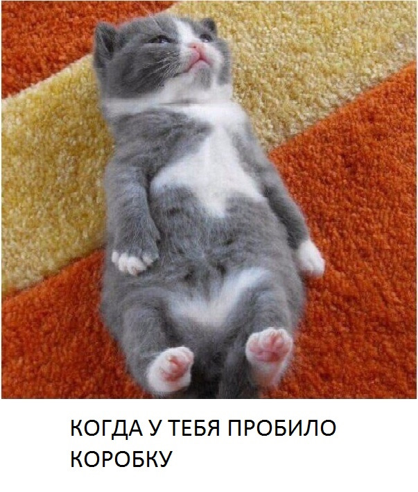 Пузо кота фото