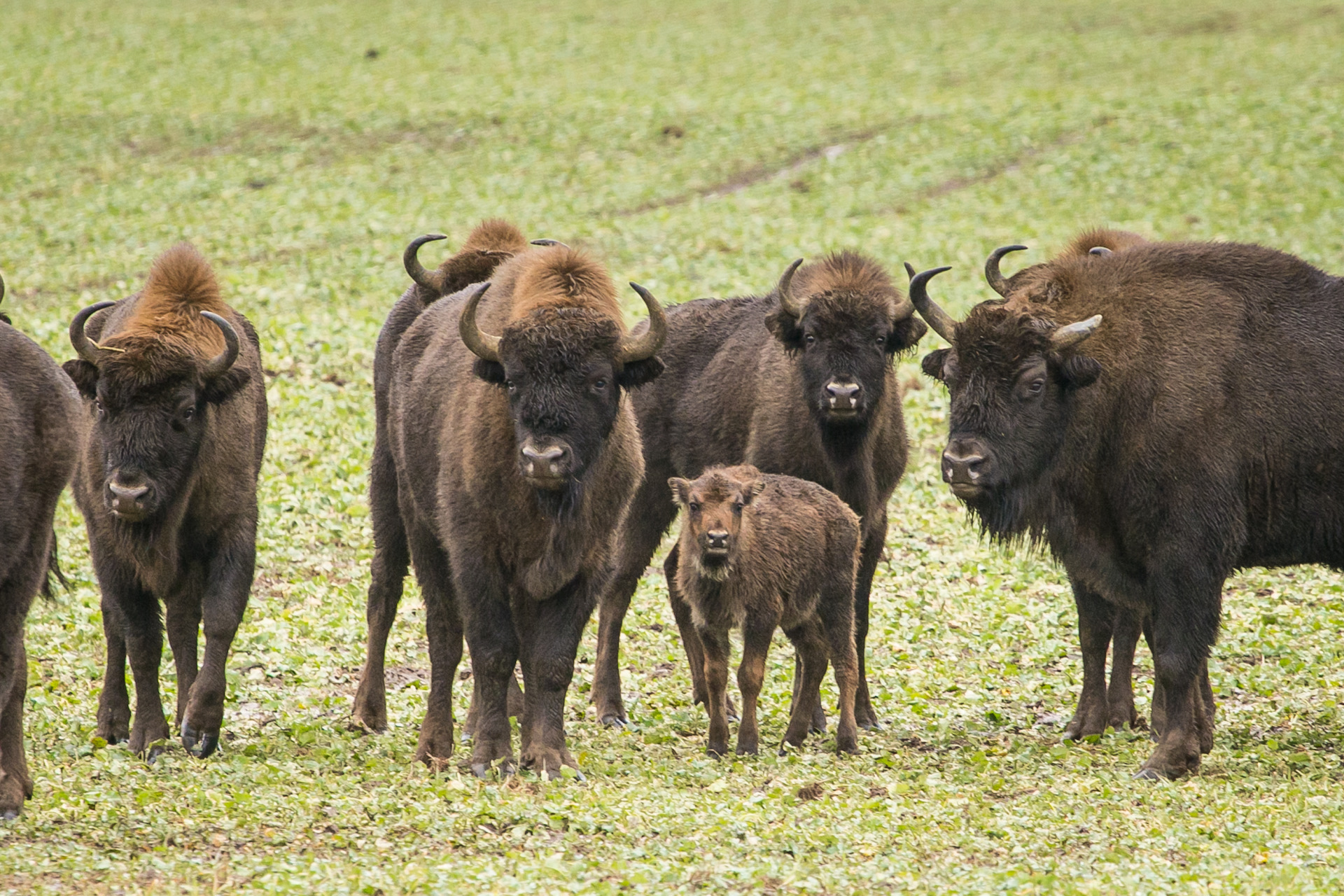Зубры страны. Зубр в польше. Зубр bison bonasus. Зубры страны. Зубры страны.