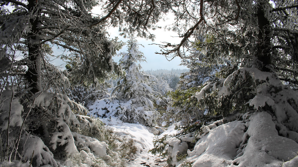 Фото в бортжурнале Audi A4 (B9)