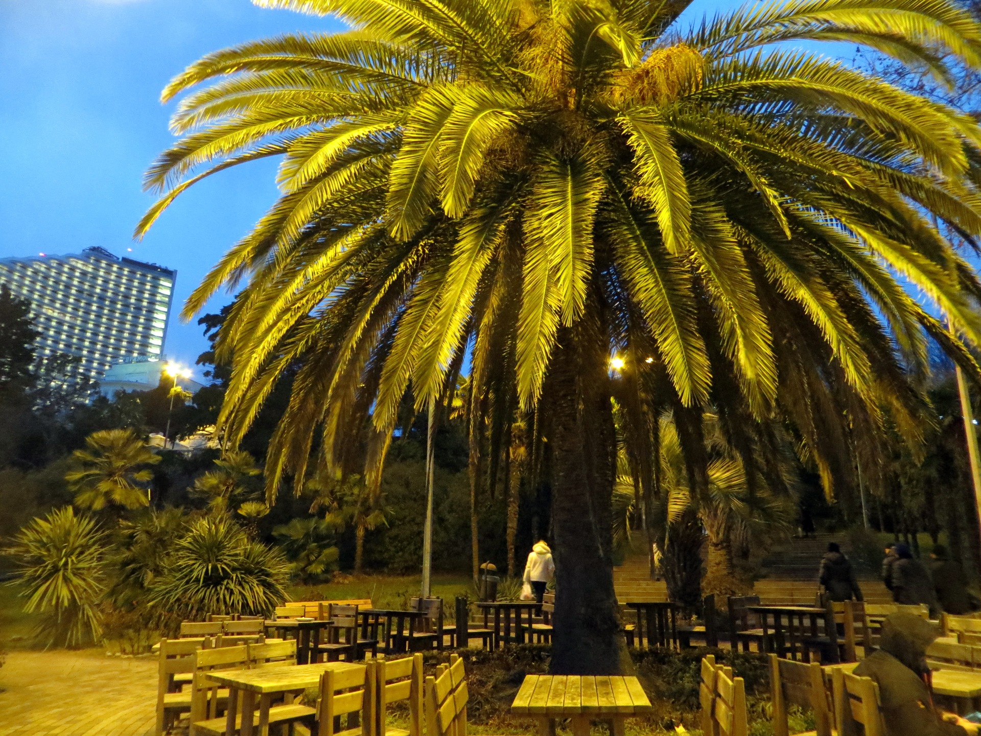 Калифорнийские пальмы в Сочи