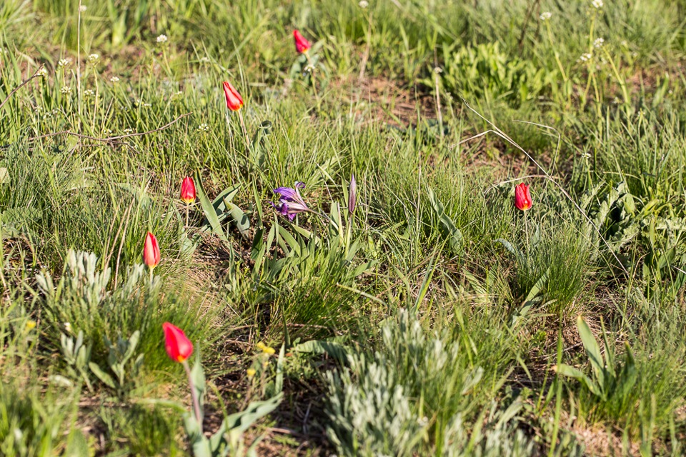 Spring Astrakhan