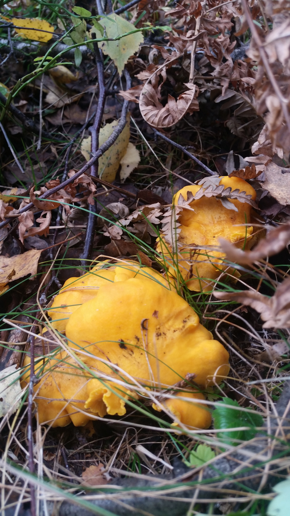 Лес остыл и листья сбросил… — DRIVE2