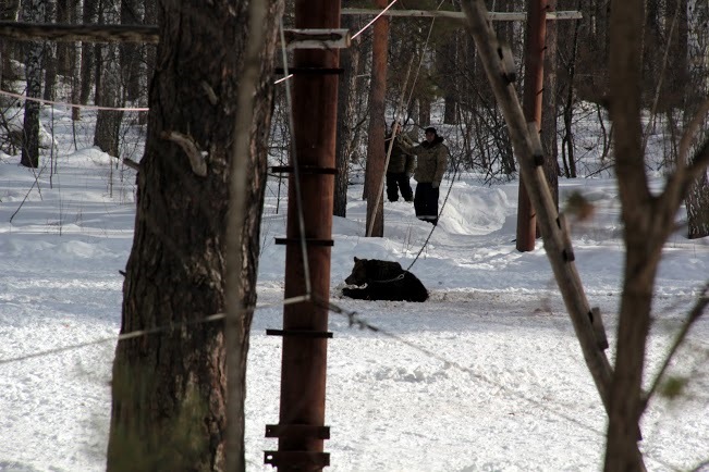 16.03.13/Понарошку-трофи/"Подсадной медведь" часть 3 — УАЗ 315195 ...