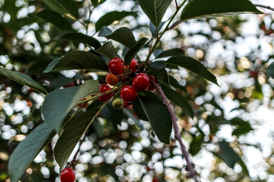 Вишня. — DRIVE2