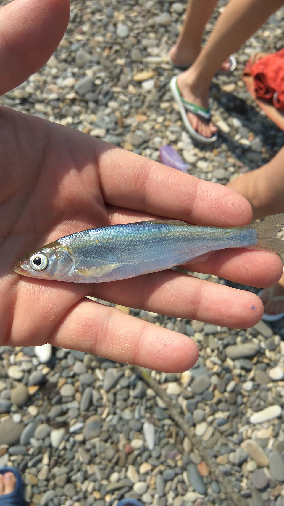 Фото в бортжурнале KIA Sorento (2G)