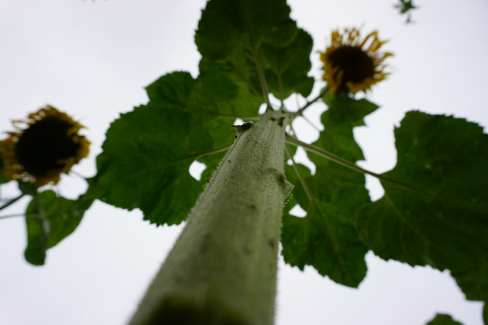 Фото в бортжурнале Nissan Murano II