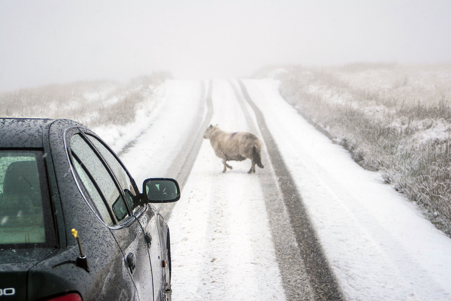 Ect snow. Ect Snow в машине. Ect Snow Lexus.