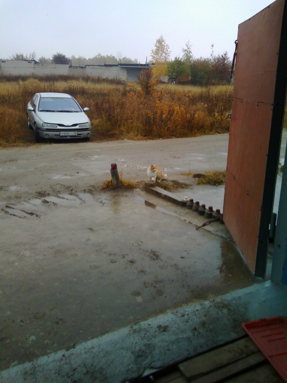 Местные коты на разведке — Renault Laguna I, 1,6 л, 2000 года ...