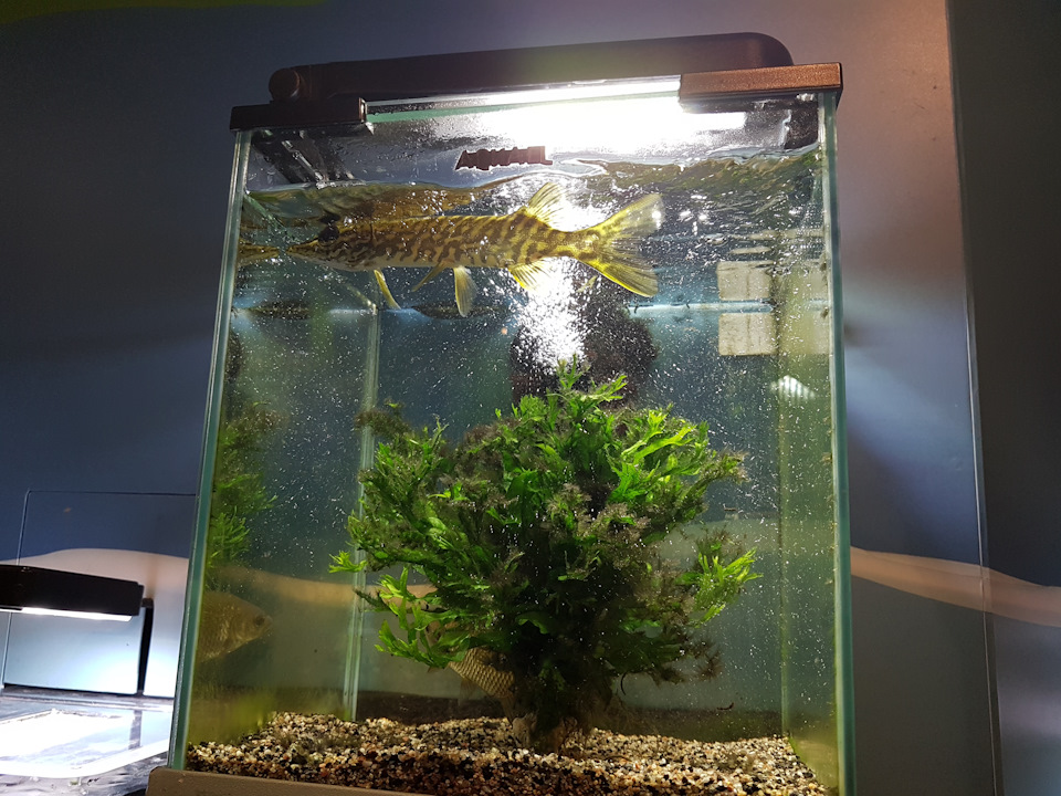 Коломна-Санкт-Петербург-Коломна — FIAT Doblo (1G), 1,4 л, 2012 года ...