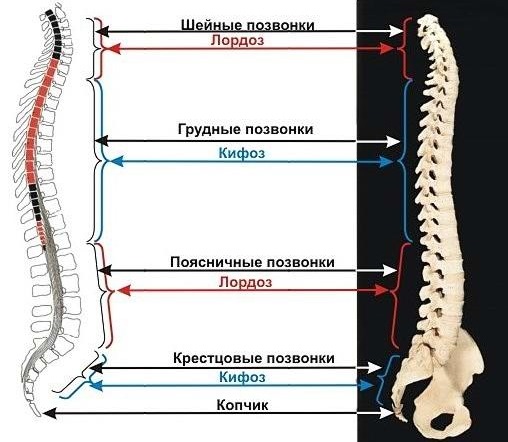 Поясничная поддержка для офисного кресла