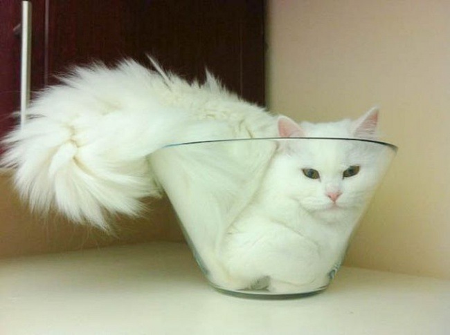 Это кот