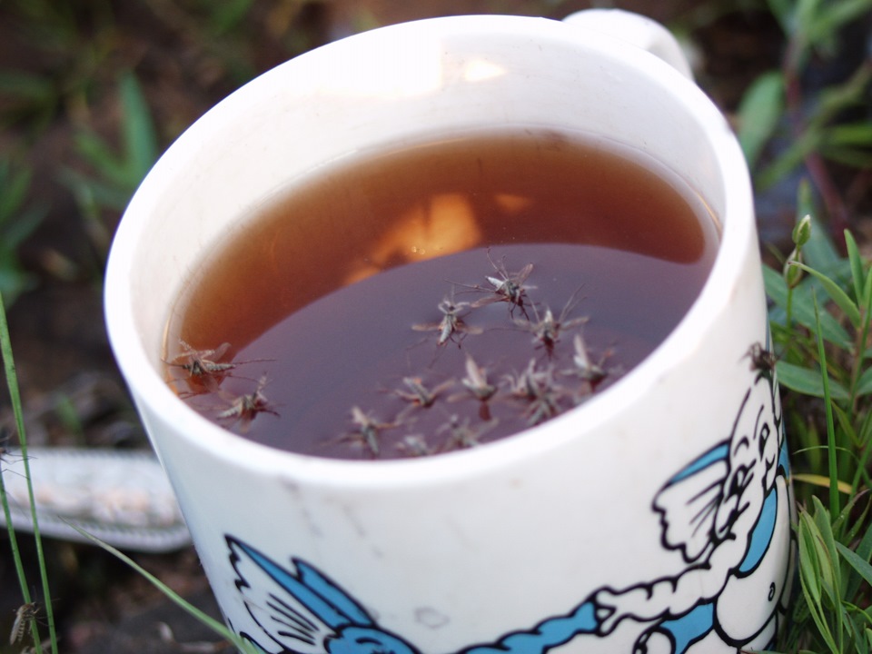 Эксперимент с мухами в банке. Мелкие мелкие муравьи. Мошка в чае. Нашествие мошек в спб. Мелкие рыжие муравьи в квартире.