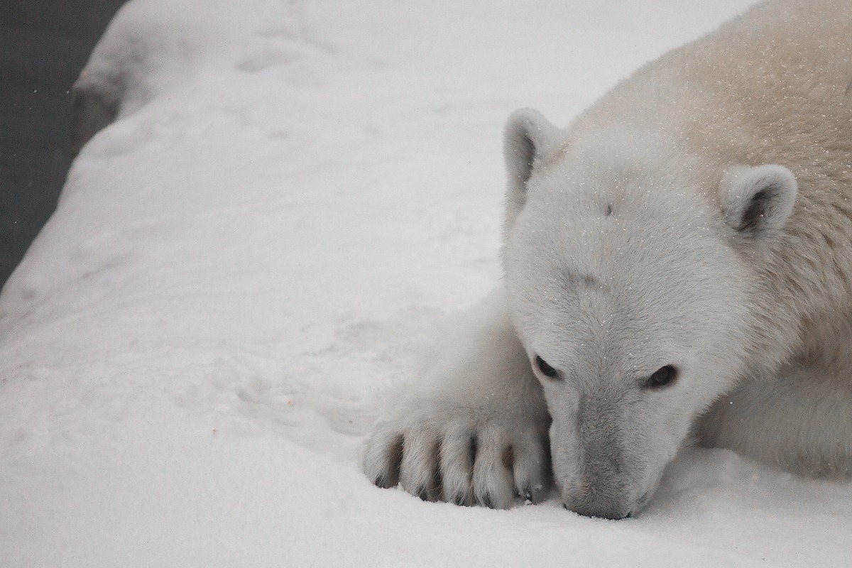 Чумазики) — Сообщество «Фотография» на DRIVE2