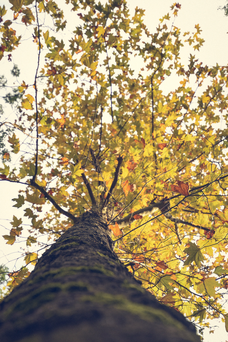 Моё первое знакомство с клёном! — Ford Explorer (5G)