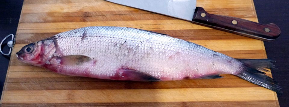 Вкус рыбы: насколько вкусная рыба Сиг?