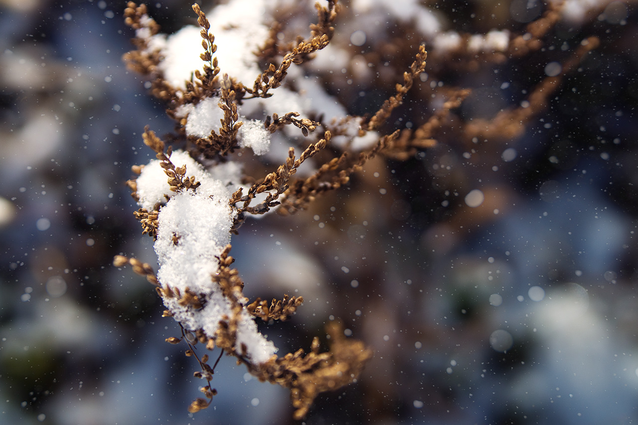 сообщество снега
