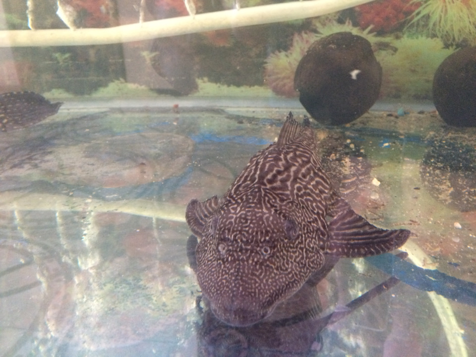 Тула -Геленджик — Daewoo Nexia (N150), 1,6 л, 2012 года | путешествие ...