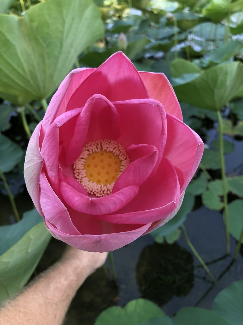 Фото выходного дня — Toyota Caldina (241), 2 л, 2003 года | путешествие ...