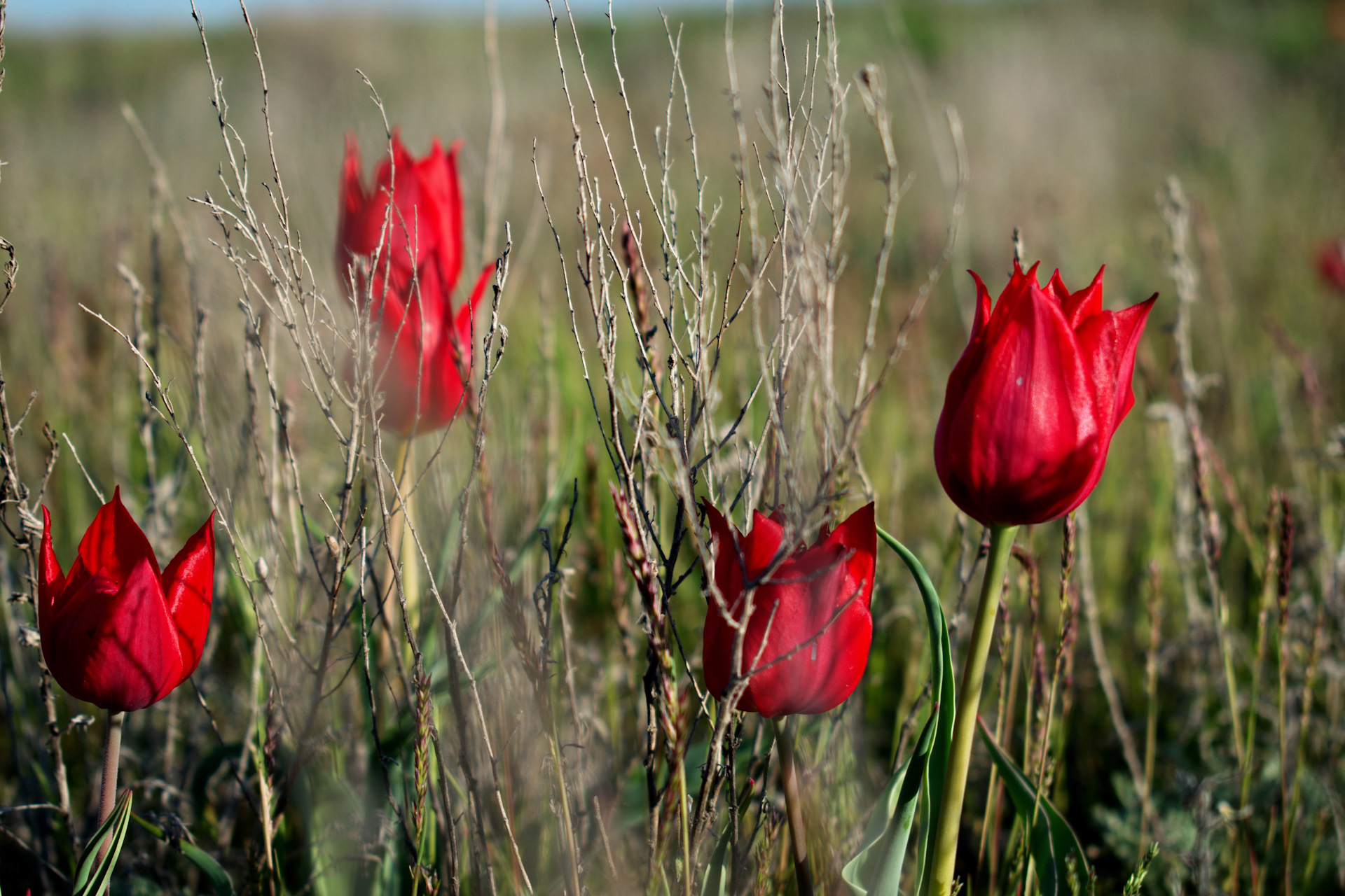 Полевые тюльпаны. Луговые тюльпаны. Дикие полевые тюльпаны. Степные тюльпаны. Дикие тюльпаны в Волгоградской области.
