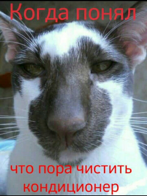 Подозрительный кот