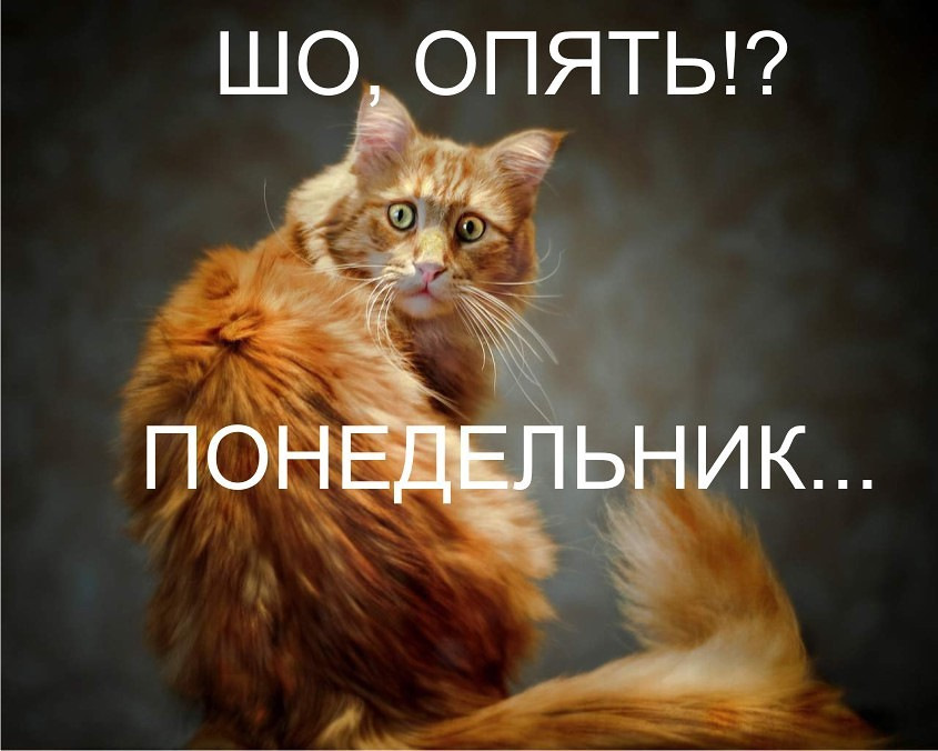 Рабочий понедельник картинки прикольные, днем рождения фирмы