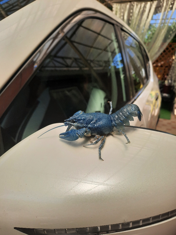 Голубых кровей, видно, а на вкус обычный рак. — Nissan X-Trail III (t32)