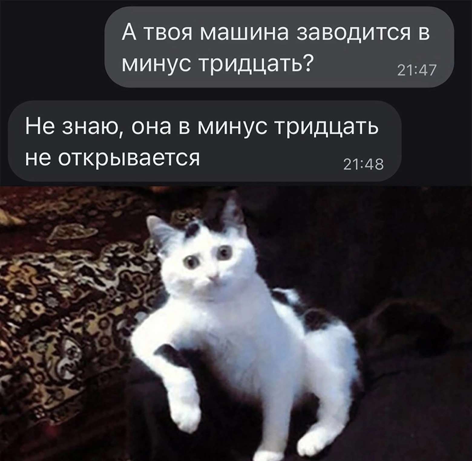 Кошечка минус