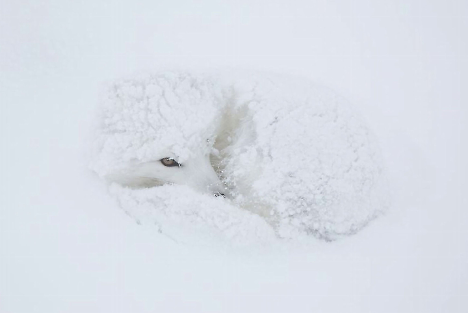 Белая лиса в снегу