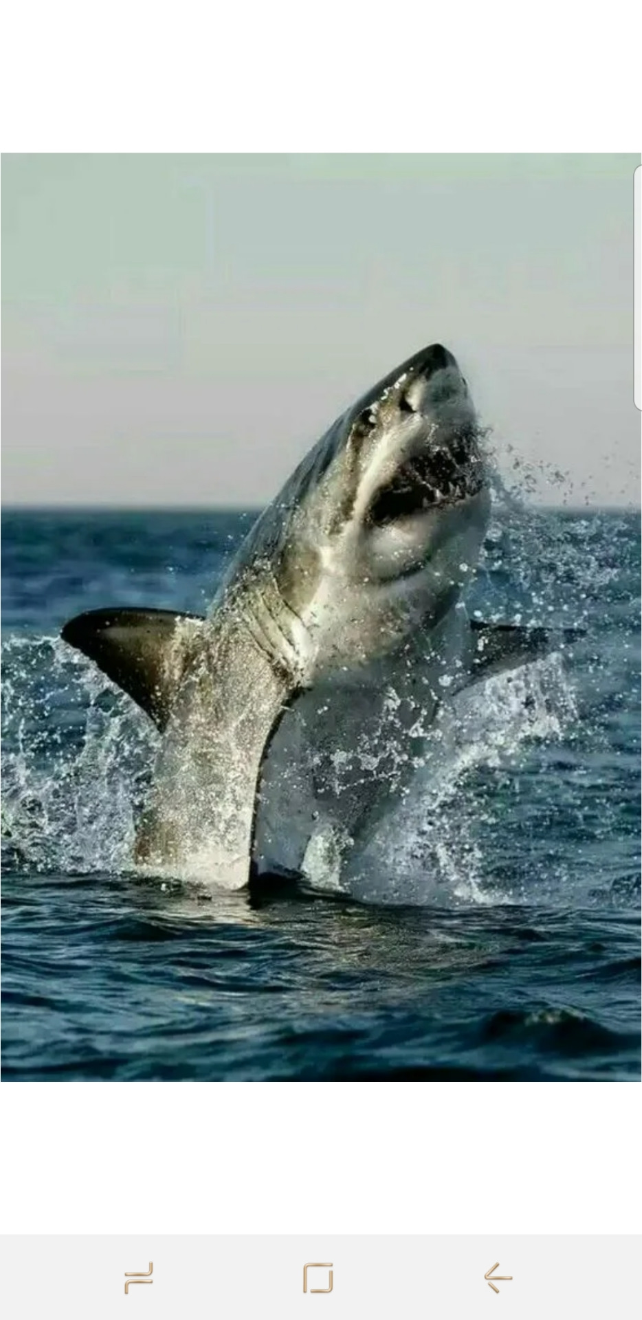 Про акул воды. Кархародон МЕГАЛОДОН. Большая белая акула (great White Shark). Накула. Акула хищник.