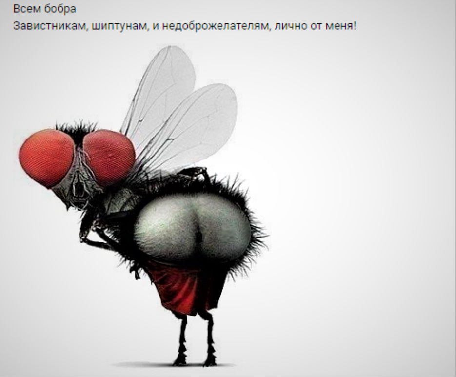 Скачай это бесплатное Фото на тему Муха мем и открой