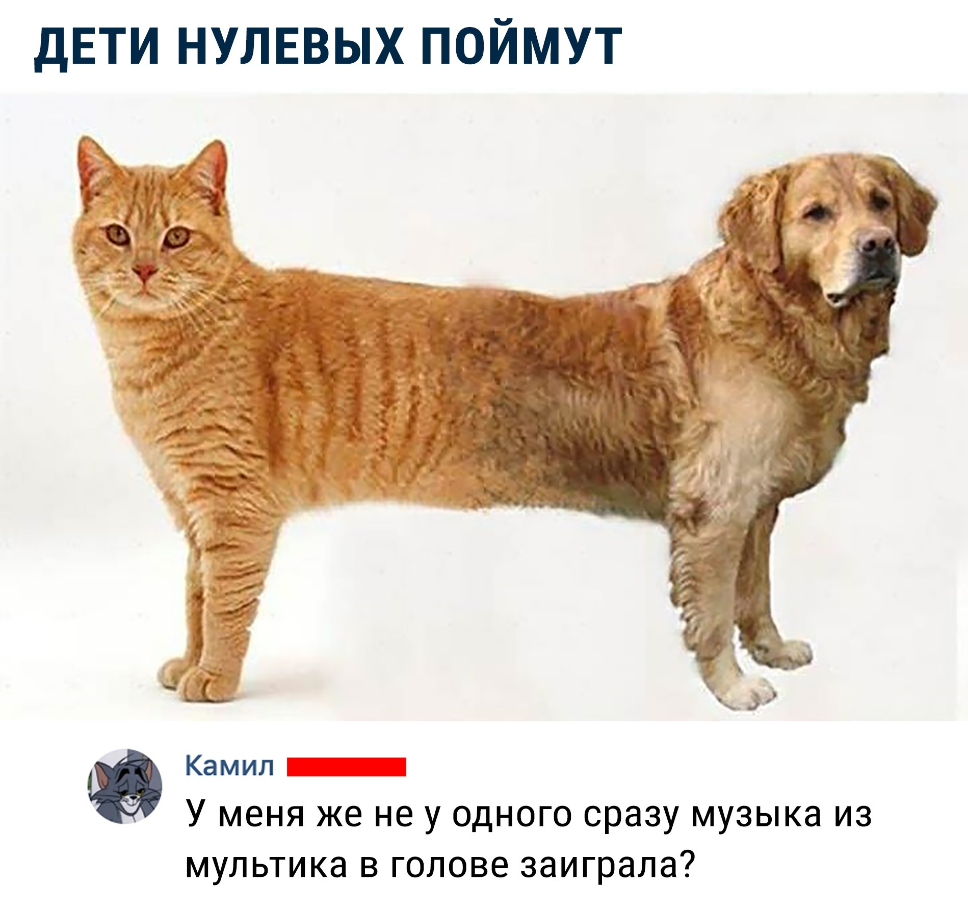 Котопес фото. Скрещивание собаки и кошки. Единственный в мире малыш котопёс. Кот скрещенный с собакой. Котопес гибрид.