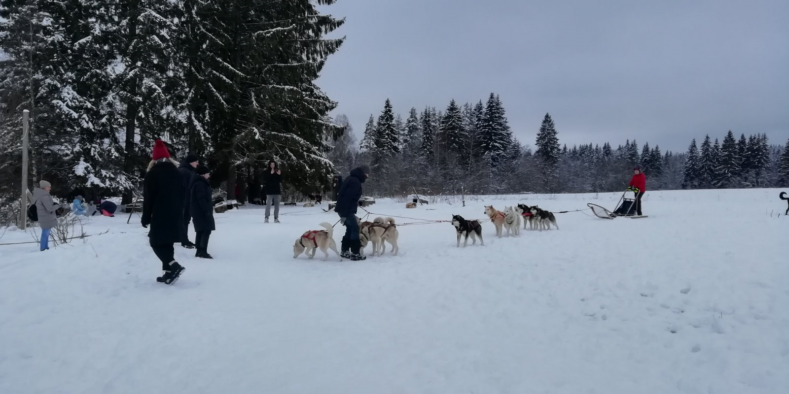 Белая руна хаски сортавала