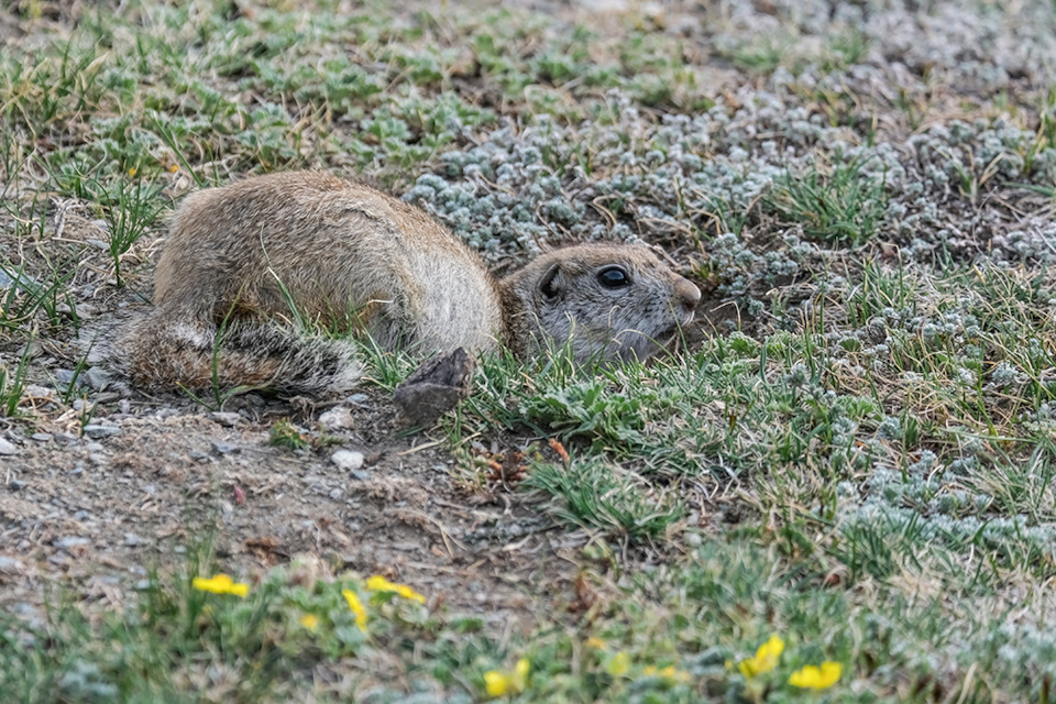 Bzb4puwM2Syu1iRLqnoxZwSgXqs 960 Луна на алтае как добраться