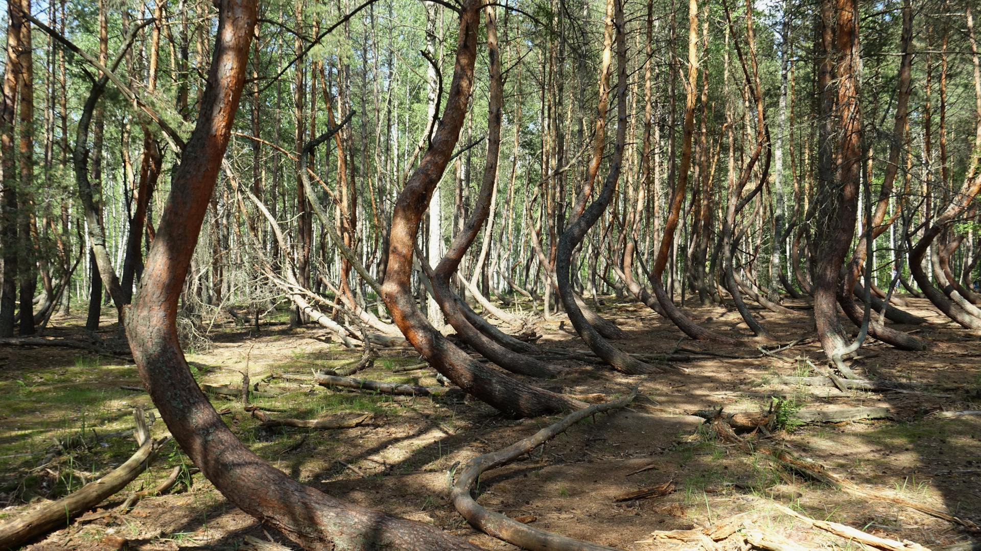 Танцующий лес Соловки