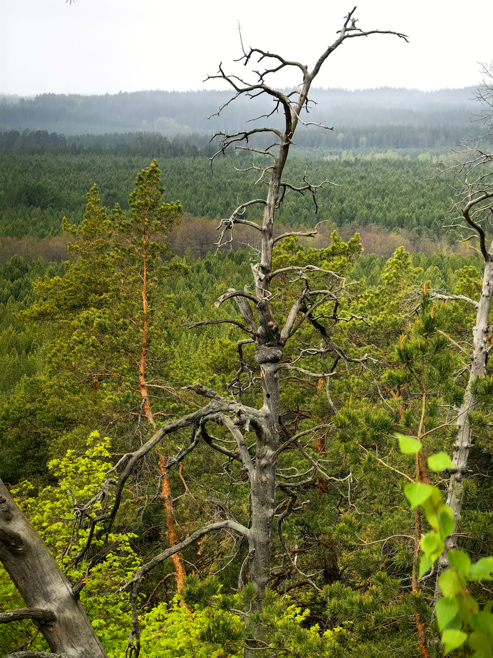 Вид — как с Воттоваары в Карелии — Mitsubishi Pajero Sport (2G)