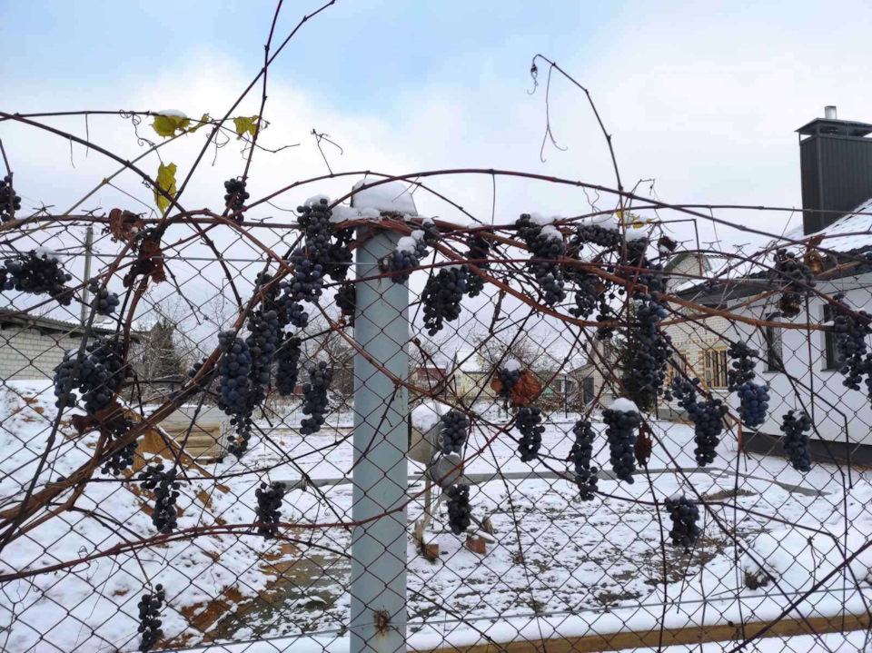 «зимнего» винограда — Renault Logan Stepway