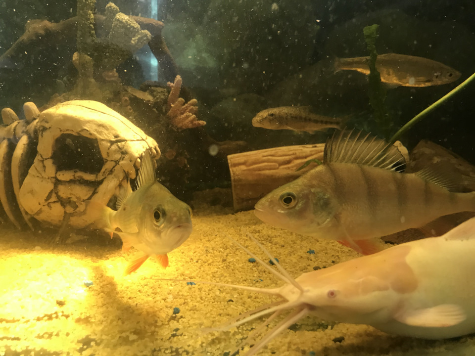 Полосатое утро — Сообщество «Аквариум (и его обитатели)» на DRIVE2