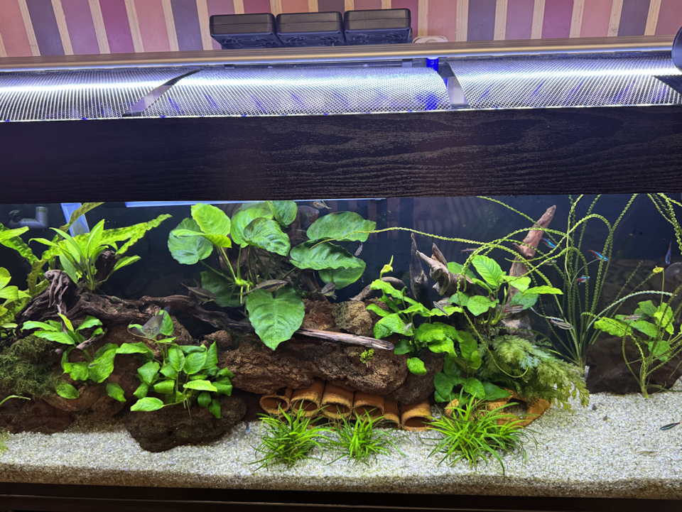 Белизна и пуриген — Сообщество «Аквариум (и его обитатели)» на DRIVE2