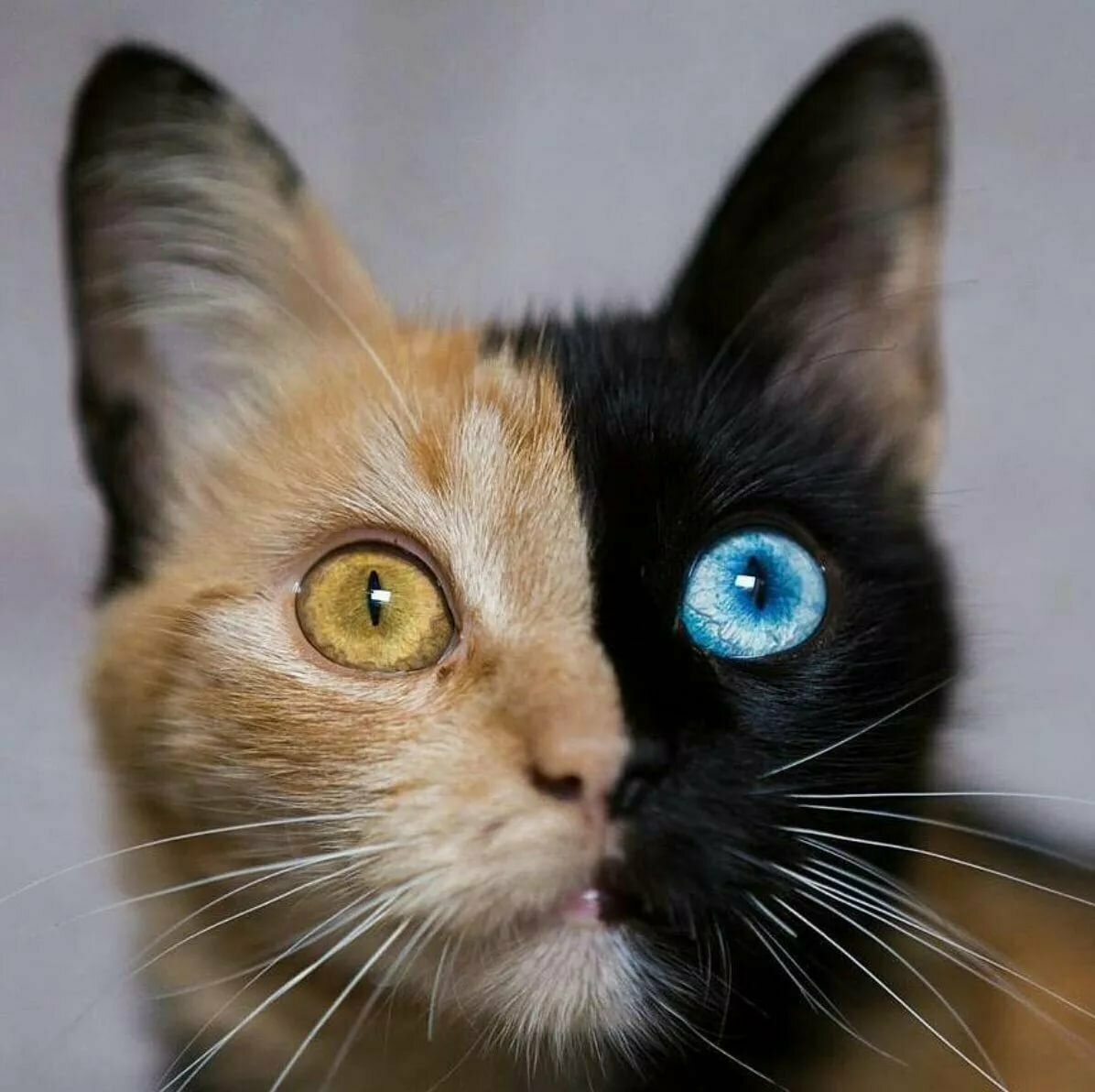 Редкие цвета кошек. Коты гетерохромия. Гетерохромия у кота. Глаза кота гетерохромия. Сиамская кошка гетерохромия.