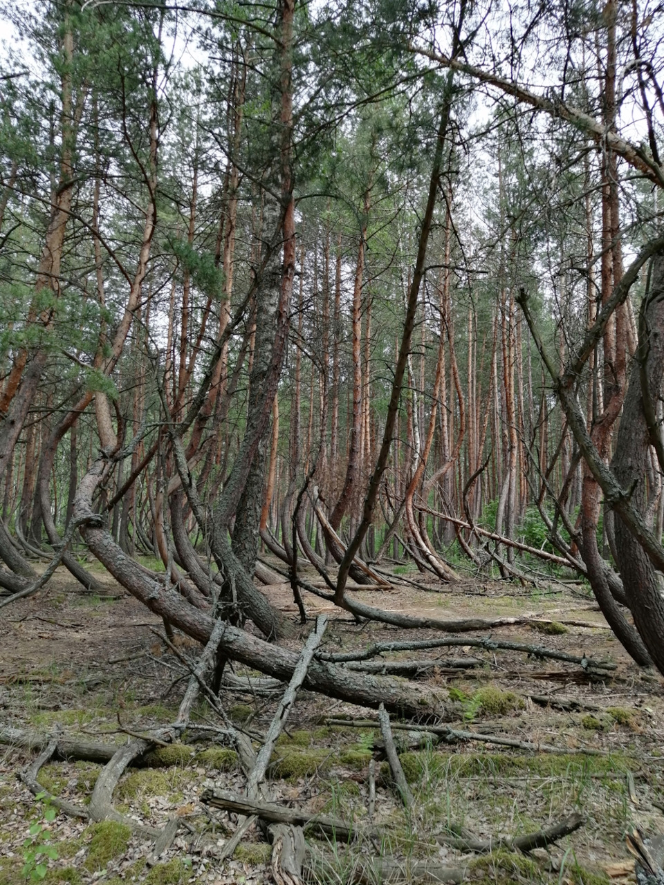 Пьяный лес в Рязанской области