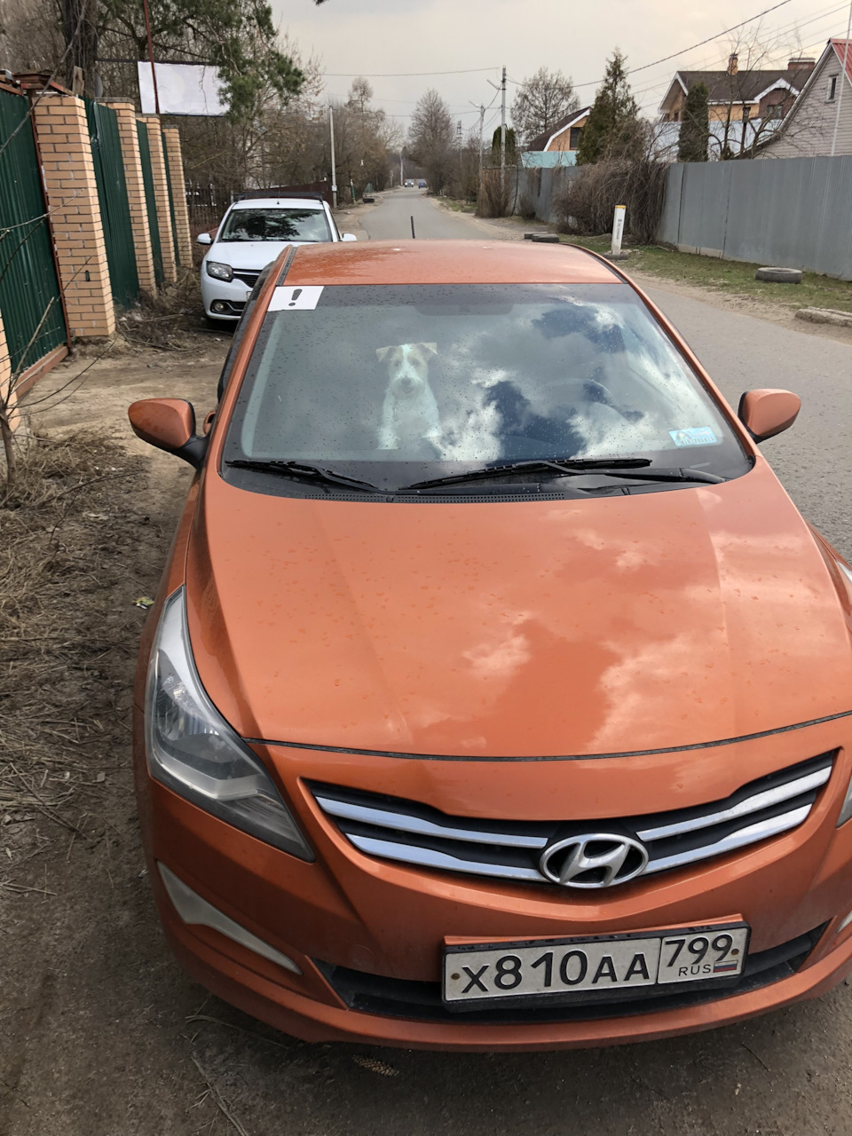 Первая поездка Белки на нашей машине) — Hyundai Solaris, 1,6 л, 2014 года |  фотография | DRIVE2