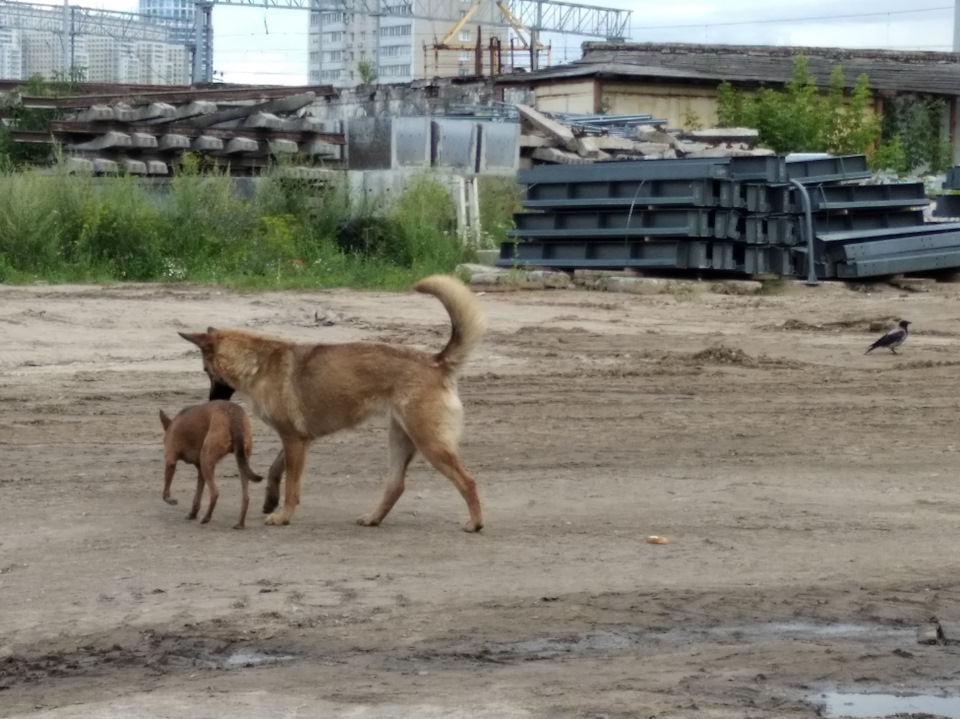 Впрыск водометанола (водоЭтанола) AEM — Audi RS Q3, 2,5 л, 2015 года ...