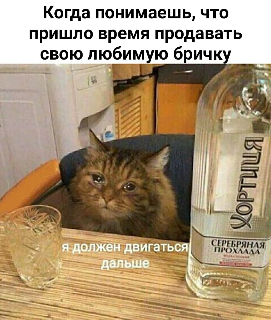 фото пьющего кота