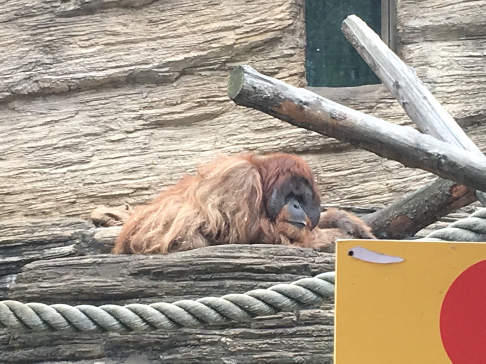 Орангутанг — Lada Granta