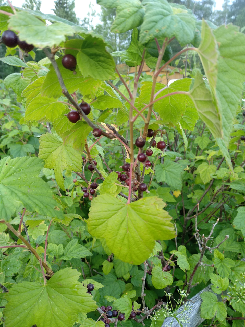 Записки дауншифтера 4) по грибы, да по ягоды — DRIVE2