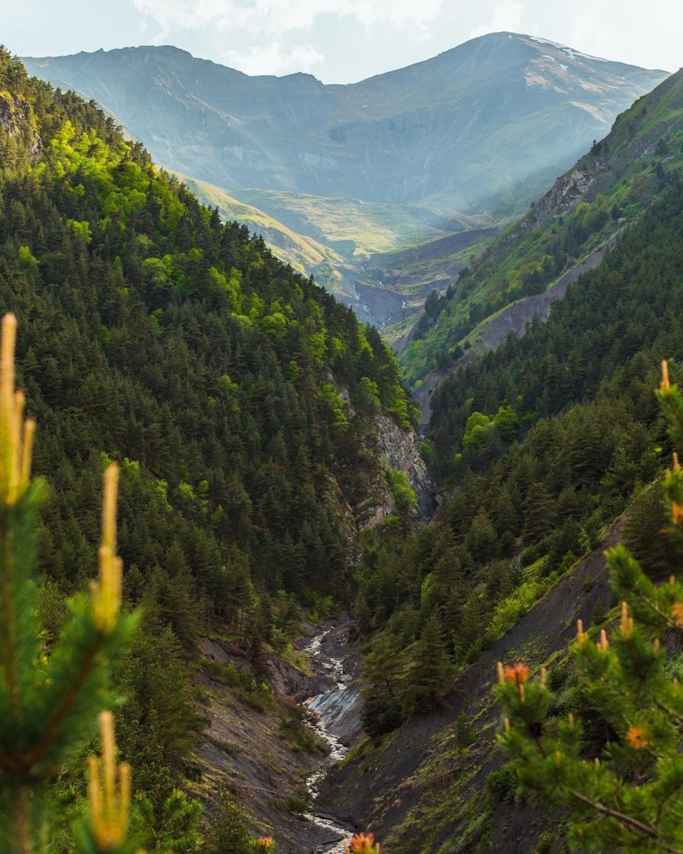 Горы Кавказа покрытые лесом